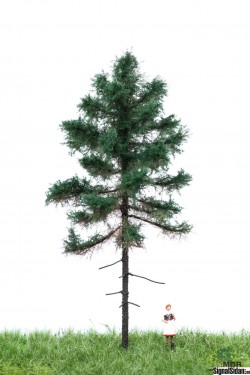 Skogsgran 12-16cm [51-4201]