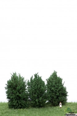 Höga Buskar 10-12cm Mörkgrön [50-4001]