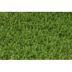 Ogräs delbart VårGrön Hög [wb-lwsg]