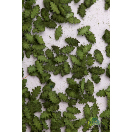 Ek-löv, mörkgrön [50-6005]