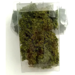 Markvegetation Lövgrön [5640]