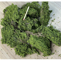 Markvegetation Lövgrön [5640]