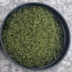 Trädbeklädnad Skogsgrön [5155]