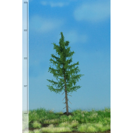 Skogsgran 12-16cm [51-4205]
